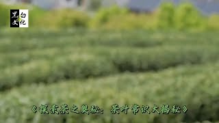 《探索茶之奥秘：茶叶常识大揭秘》   在茶香四溢的世界里