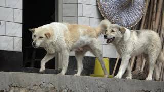 大别山深处的中华田园犬母子，依然是记忆中的土狗模样，实属难得