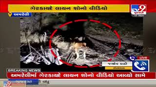 Video of illegal Lion Show from Amreli goes viral on Social Media | TV9News