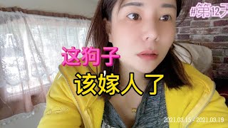 美女一人一狗开拖拉机去西藏马上要出陕西了，彬州再见了