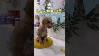 [말티푸 제리굿]젤라또 앞에 5초도 못기다리는 말티푸 강아지❤️ #maltipoo #말티푸 #puppy #강아지 #애견카페 #강아지먹방