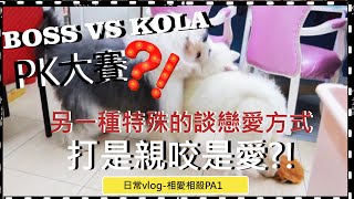 KOLA造反啦！姐姐KOKO被煩得不要不要的！ ｜ 古代牧羊犬/薩摩耶/고대 영국 양치기/寵物古牧犬/ シープドッグ/Old English Sheepdog/Milky