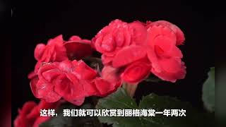 丽格海棠怕光爱暖，盖被子就能开花？你信吗？诚品绿仓－－悠然　自然　卓越