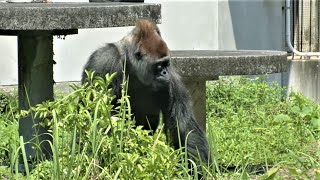 やさしいショウの朝ごはん　浜松市動物園　ニシゴリラ