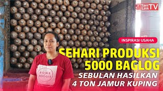 Dulu Jualan Bakso Sekarang Juragan Baglog Jamur Kuping