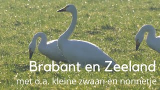 Van Brabant naar Zeeland met o.a. kleine zwaan en nonnetje #1449