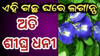 ଏହି ଅପରାଜିତା ଗଛ ଘରେ ଲଗାଇଲେ ଧନୀ ହେବାରେ କେହି ରୋକି ପାରିବେ ନାହିଁ