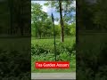 #Assam Tea Garden #Gold Teagarden #Bollywood music #Youtubeshorts#Shorts #Trending shorts#Viral reel