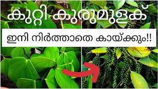 കുറ്റി കുരുമുളക് ഇനി നിർത്താതെ കായ്ക്കും|വർഷം മൊത്തം കായ്ഫലം|