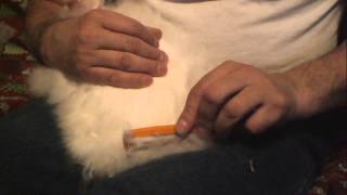 Satin / Angora Rabbit Grooming