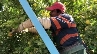 How Lemons are Harvested