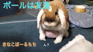 ボール遊びに夢中なうさぎ【-1歳-】Rabbit crazy about playing ball.