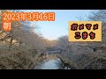 恩田川の桜開花状況🌸2023年3月16日【ポメマメこまち】小町ちゃんがお届けする町田市恩田川の桜レポート