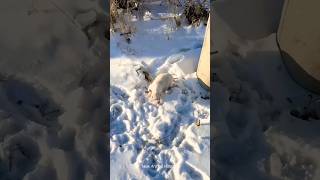 Rescued a poor puppy in the snow #shorts #dog #animals