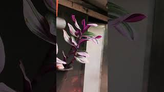 Tradescantia.油畫婚禮吊蘭