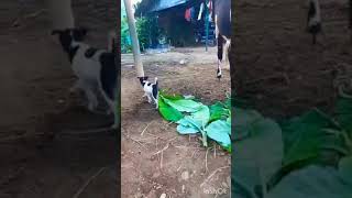 மனிதர்களை மிஞ்சிய பசாம் animal love #youtube #youtuber #trending #subscribe #gaming #video #share