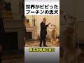 ロシア大統領が愛した日本の犬