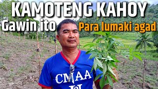 PAANO MAPABILIS ANG PAGLAKI NG KAMOTENG KAHOY (Mga dapat gawin) | D' Green Thumbp