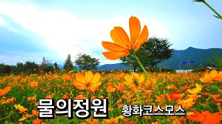 전철로 가는 남양주 물의 정원 황화코스모스/파주 율곡습지공원 코스모스