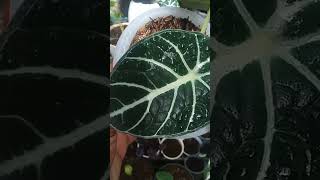 alocasia black velvet ninja(for sale)