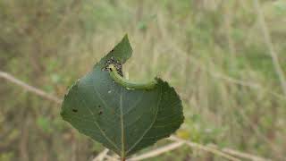 Brandvlerkvlinder (Pheosia tremula) Bentwoud