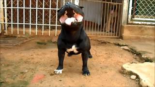 Cachorro Macho Staffordshire Bull Terrier