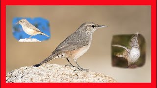 Rock Wren Song, Call, Rock Wren Call Rock Wren Sound -Ratona De Las Rocas Canto-Salpinctes Obsoletus