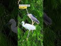 black crowned night heron bird shorts crowned birds animalspace000 animals wildlifekingdom