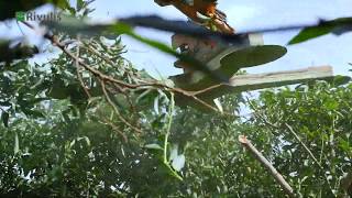 Harvest of Intensive Avocado Installation, Kibbutz Barkai, Israel | Rivulis D5000 PC  Hypdro PC/PCND