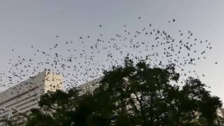 市街地でムクドリの大群　姫路駅南口