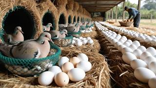 Mastering Organic Dove Farming: Raising Dove \u0026 Poultry Business.