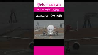 神戸空港に到着　レアな飛行機エアバス「ベルーガ」AIRBUS BELUGA A300-600ST｜KOBE AIRPORT - Hyogo, Japan