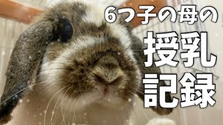 子沢山な母うさぎの3ヶ月間の授乳記録！〜Diary of rabbit's breastfeeding〜