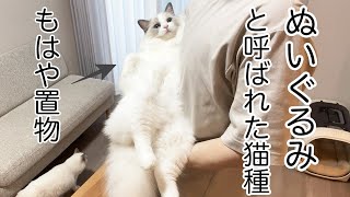 ラグドール猫のお迎え前「ぬいぐるみ楽しみ」お迎え後「ぬいぐるみ超えて置物w」