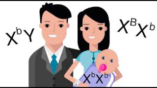 Sex linked Inheritance
