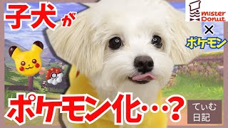 【ミスド×ポケモン】野生のピカチュウ！？愛犬が可愛いポケモンに大変身！！【＃032】Get Pokemon Donuts! My little dog that became Pikachu.