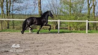 Stal Okkema's Melle - Ulbe x Hessel - Gelding - 2020 - 1.60m