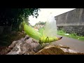 Giant False Leaf Katydid (Pseudophyllus titan, Pseudophyllinae, Tettigoniidae