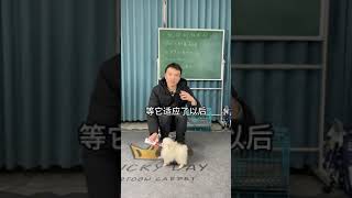 幼犬到家一定要做的几项训练，不然你家狗狗长大以后，你给它，剪指甲：挣扎个不行，擦眼睛：动个不停，擦嘴巴：就张嘴咬卫生纸养宠进阶指南 养狗小知识 科学喂养 如何训练小狗 实用分享