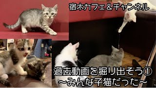 【保護猫レストラン】 過去動画発掘①〜みんな子猫だった〜