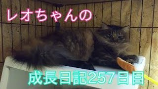 レオちゃんの野良猫から飼い猫になるまでの成長日記257日目