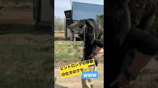 「スタッフは移動タクシー」ビントロング　How to move Binturong