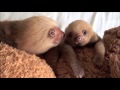 baby sloths being sloths funniest compilation