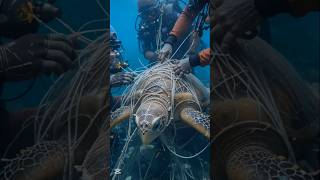 Divers Free Trapped Turtle from Deadly Net | Realistic Wildlife Rescue 😊 #shorts #wildlife #turtle