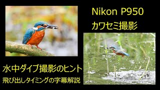 Nikon P950 　カワセミ　水中ダイブ撮影　飛び出しタイミングのヒント