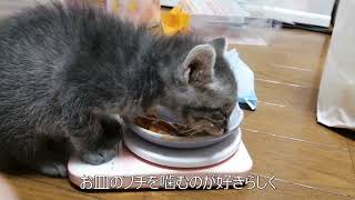 【子猫保護日記】生後３５日目（保護３１日目）