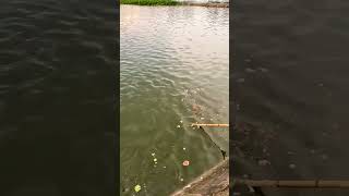 पागल चाचा ने दिखा दिया की मछली कैसे पकड़ते हैं ,(wait for end) #fish #viral #chinesedrama