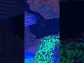 mandarin goby in 120 gallon reef tank