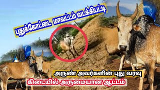 புதுக்கோட்டை மாவட்டம் வடக்கிபட்டி அருண் அவர்களின் புது வரவு செவல மறை அழகான் அலப்பறை