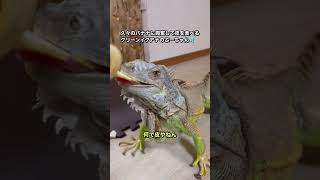 久々のバナナに興奮して皮を食べるグリーンイグアナのぶーちゃん💦#イグアナ #iguana #iguanalove #reptiles #reptile #爬虫類 #なんでやねん #バナナ